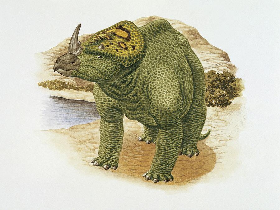 dinonostalgia's tweet image. Brachyceratops, the short horned face, is a dubious genus of ceratopsian dinosaur known only from partial juvenile specimens dating to the late Cretaceous Period of Montana, United States.
It lived 74 million years ago and could grow to 3 meters in length.