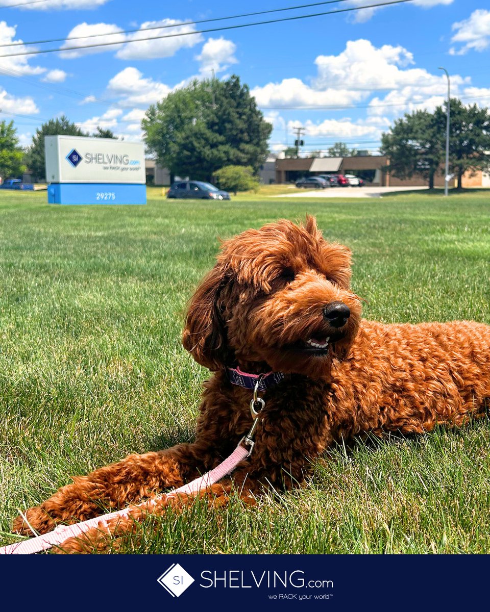 Interrupting your regular scheduled programming to take a quick sun bath on the front lawn of Shelving Inc ☀️🕶️