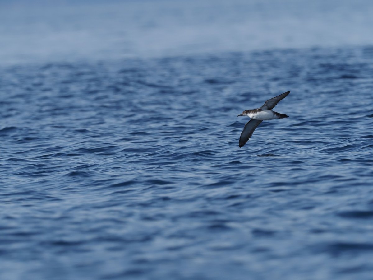 🇲🇹🪶 Malta’s seabird expertise makes waves in the Adriatic!

Thanks to our joint efforts in the #LIFEArtina project, #Croatia has officially designated its first marine protected areas for seabirds 🐦🌊

BirdLife Malta’s research helped identify key at-sea zones for the