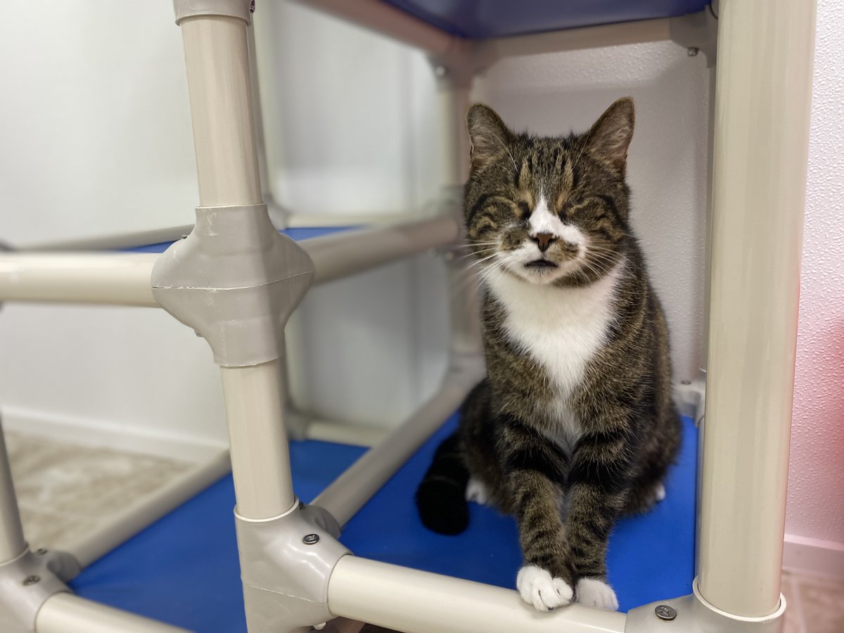 #COTD Peanut's a blind FeLV+ kitty who was rescued from a high-kill shelter with his brother, Jellybean! Peanut is a super big snuggle bug and is always snuggled up with another kitty in his room. He also is an active wheel runner!

Read more: blindcatrescue.com/cats/peanut.htm