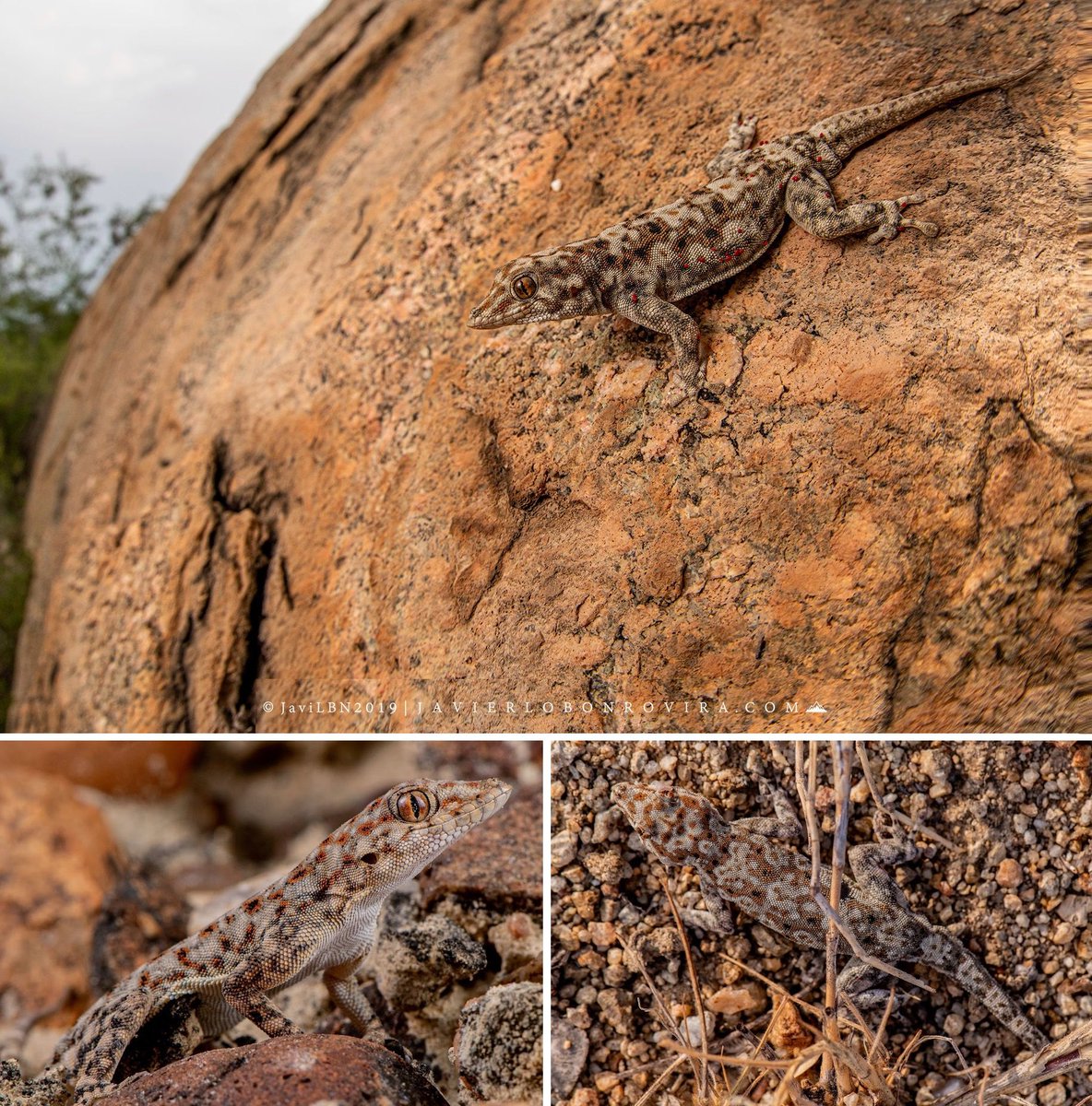 Rhoptropus minimus, R. megocellus &amp; R. crypticus • Three New Endemic Species of Namib Day Geckos (Gekkonidae: Rhoptropus) From the Namibe Province, Angola
novataxa.blogspot.com/2025/07/rhoptr…