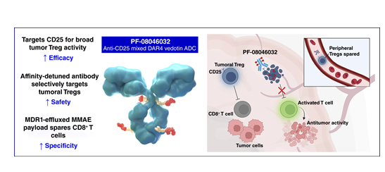 MCT_AACR's tweet image. #FirstDisclosure PF-08046032: A Novel, Investigational CD25-Directed Antibody–Drug Conjugate Optimized for Selective Depletion of Regulatory T Cells in Advanced Malignant Tumors brnw.ch/21wU33q