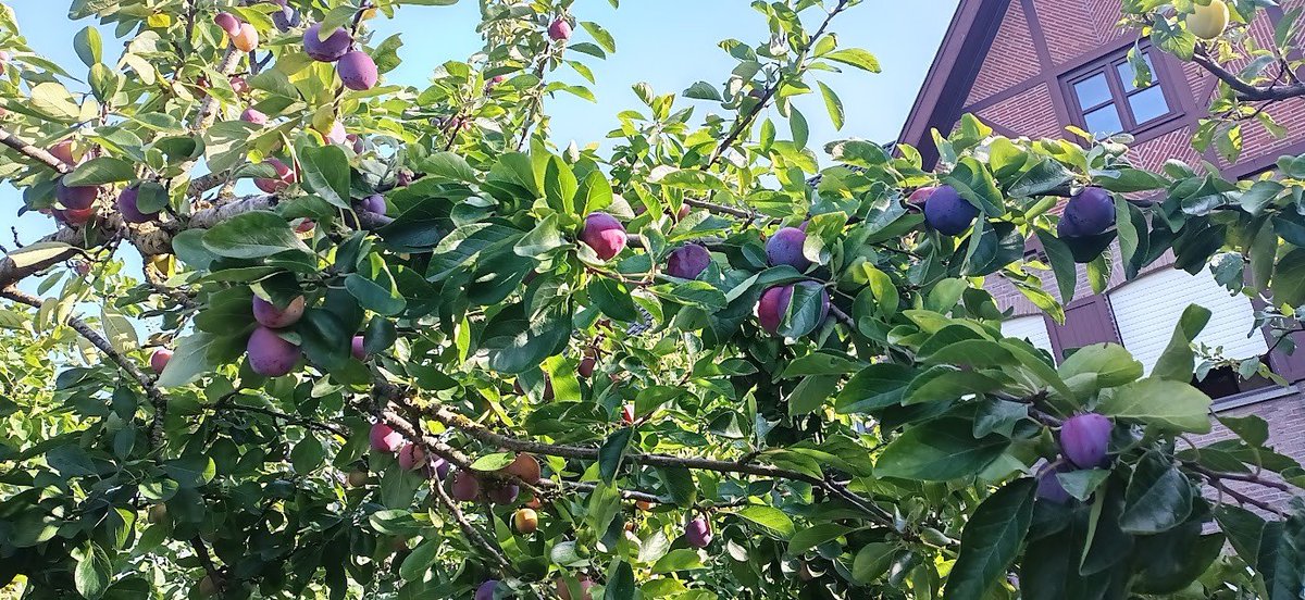 gdekinder's tweet photo. Prunus domestica 'Opal' vroegrijpende en heel lekkere pruimen.
De steen komt gemakkelijk los na doorsnijden. Is heel aantrekkelijk voor wespen. #steenfruit #fruittuin https://t.co/BUUDf9K9Zj