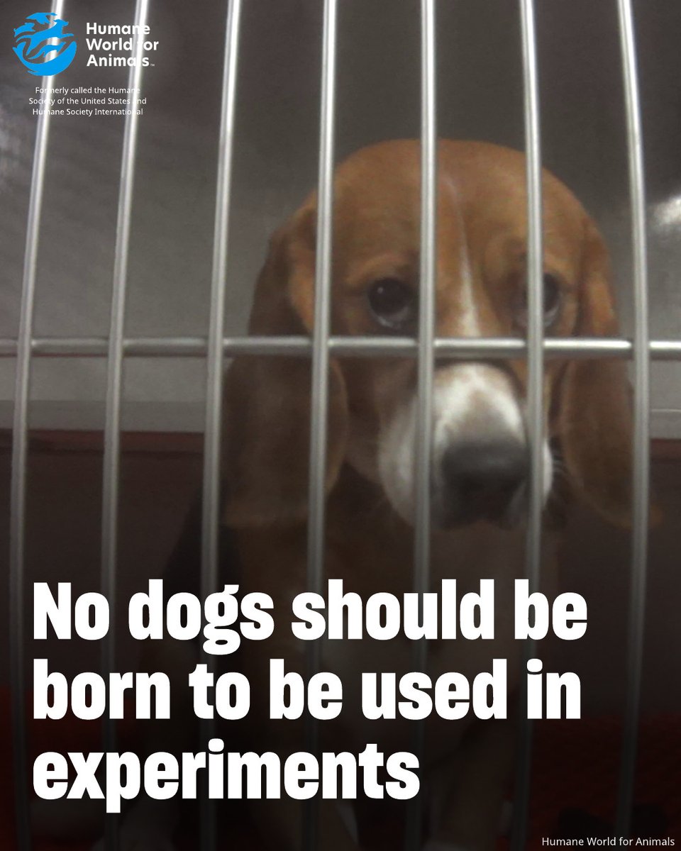 Where do dogs in labs come from? 🐾 Most are born in breeding facilities specifically to be sold to labs for experiments.  

Tens of thousands of puppies destined for labs are born in these breeding facilities every year. 💔