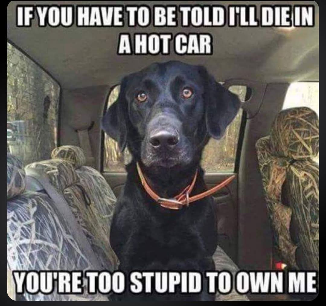 Ian Woolley 🇬🇧 (@quizbritain) on Twitter photo Also, its amazing the amount of irresponsible dog owners walking their dogs in this heat!!!
They need educating, not owning a pet that they risk losing to heat exhaustion <a href="/rickygervais/">Ricky Gervais</a> Also, its amazing the amount of irresponsible dog owners walking their dogs in this heat!!!
They need educating, not owning a pet that they risk losing to heat exhaustion <a href="/rickygervais/">Ricky Gervais</a>