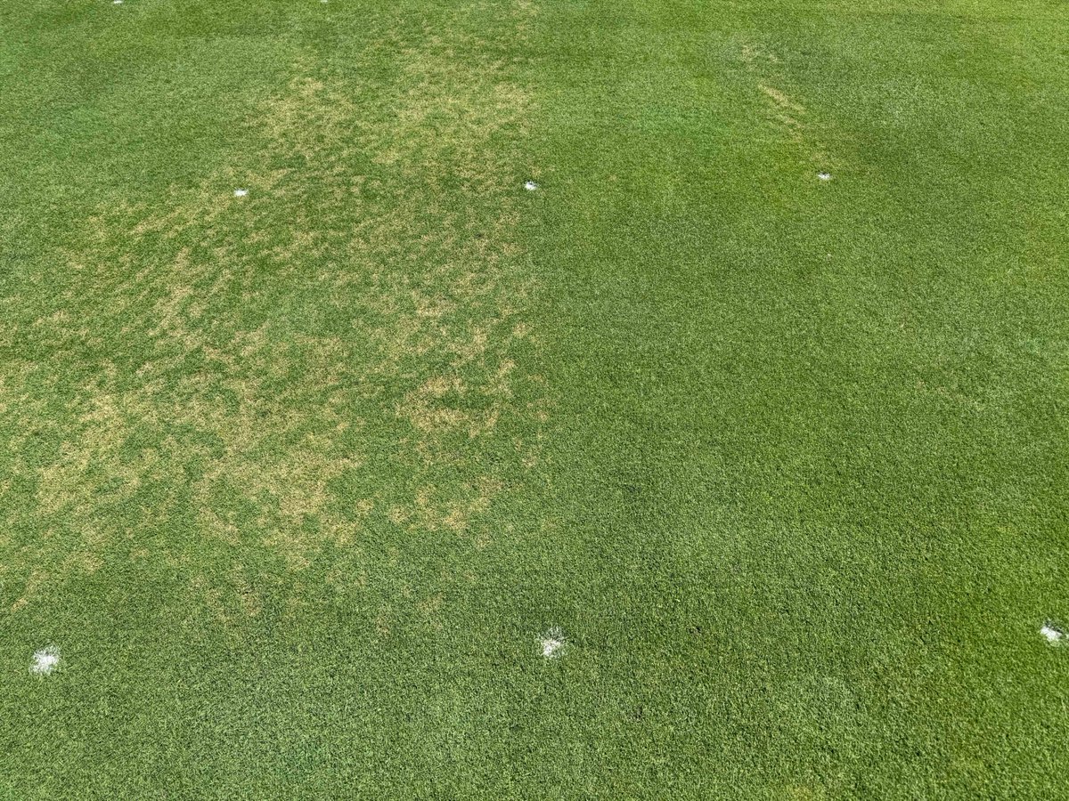 plkoch2's tweet image. One of these products is working, and the other isn't. Find out which one is working by attending the Wisconsin Turfgrass Summer Field Day on August 5th!
For more details and to register: wisconsinturfgrassassociation.org/wisconsin-turf…