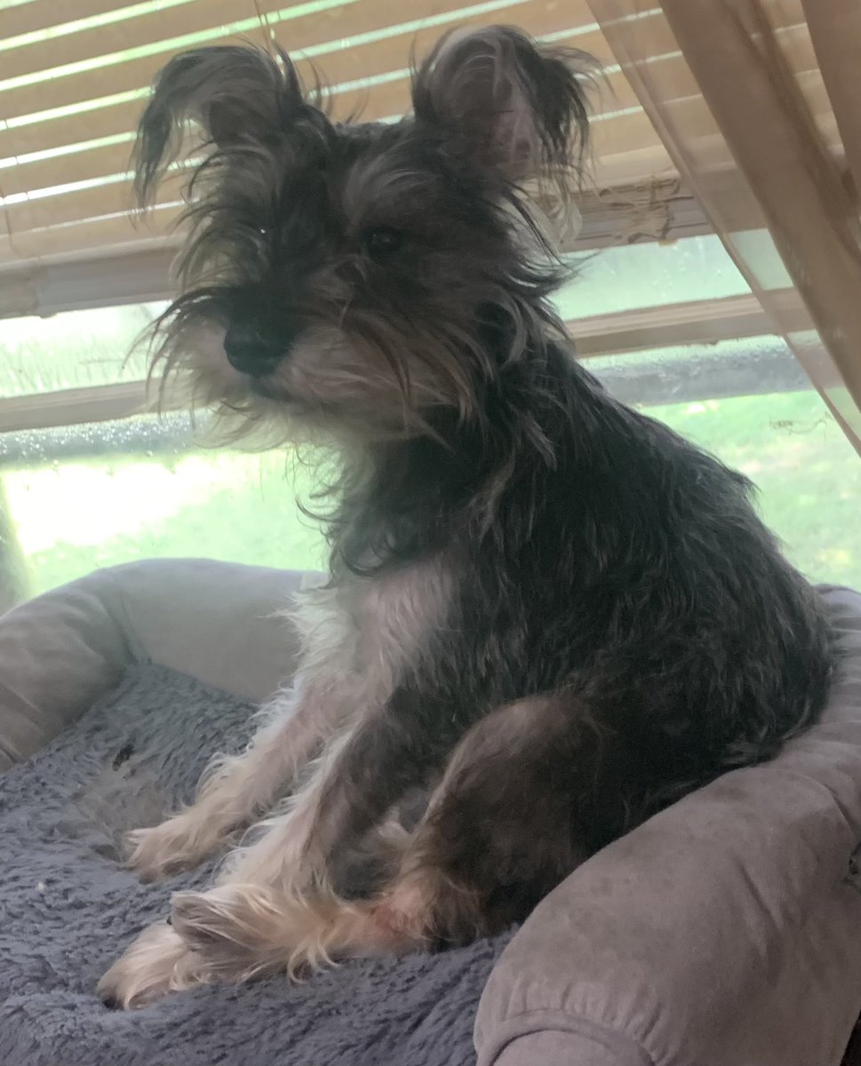 I took over sisfurs favorite lookout spot! 🤭🤭. It’s so hot here so it’ll be inside shenanigans today! Happy Thursday ☺️🤗🐾💕
#dogsoftwitter #schnauzergang