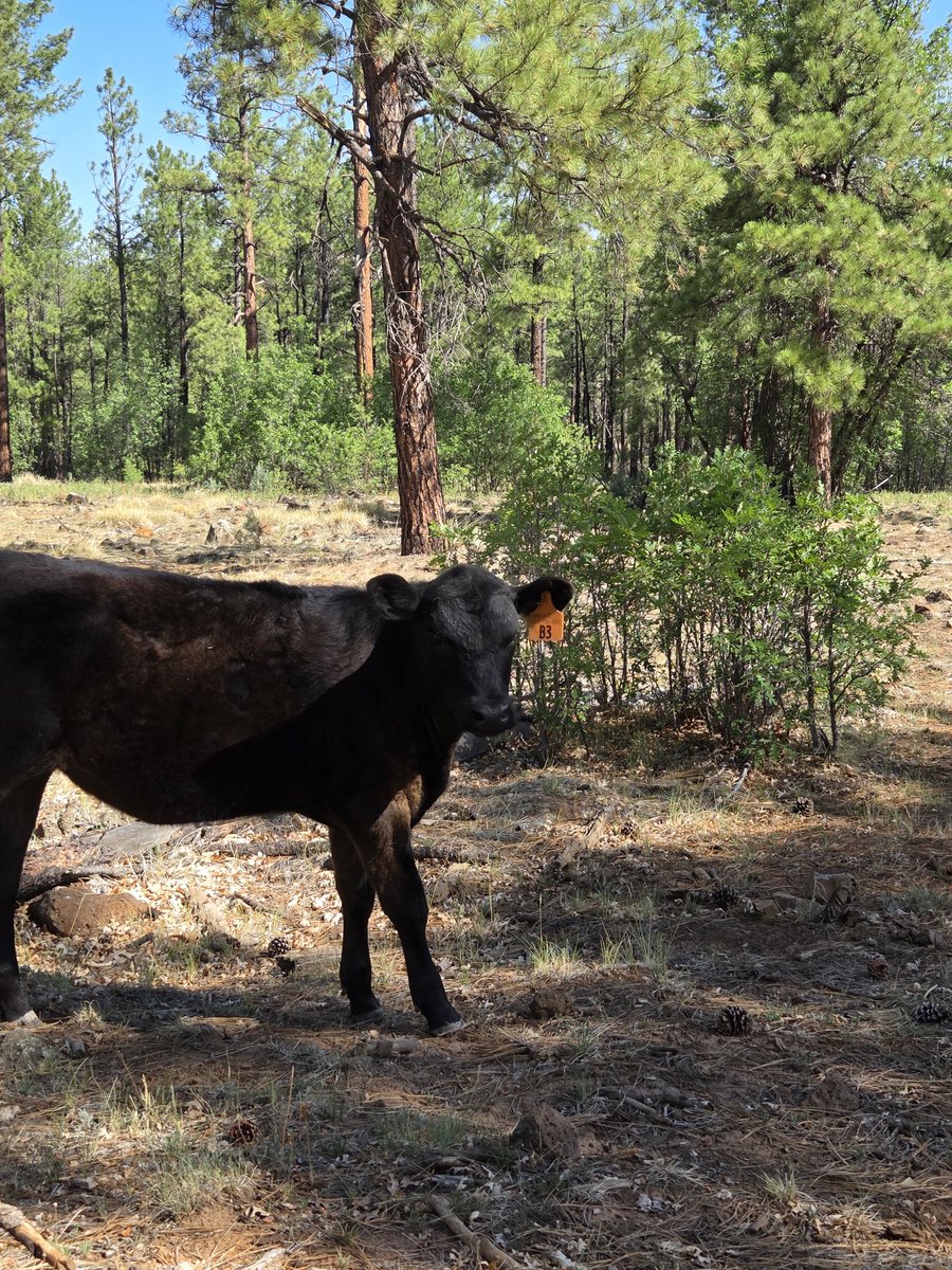 MrsMordt's tweet photo. Went for a 3.5 mile hike this morning though the forest, and made some friends along the way.
#fulltimervlife #hike #keepingfit https://t.co/CvouexXZsS