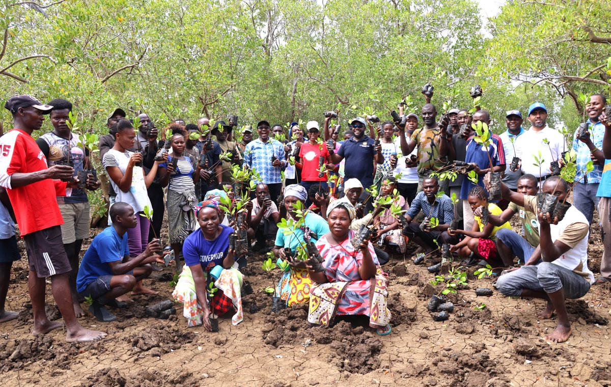 Impressive collaboration! Final mangrove planting drive led by State Dept. for Blue Economy &amp; Fisheries at Kitsangani in #TanaRiver achieved 85,000 seedlings by the end today.  The community committed to continue the efforts for an even bigger impact! <a href="/FisheriesKenya/">Fisheries, Blue Economy</a> <a href="/MiBeMa_2022/">Mining ,Blue Economy and Maritime Affairs</a>