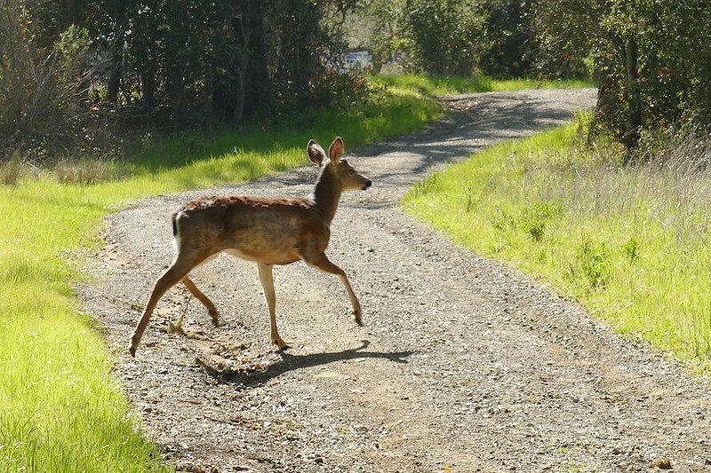 Why did the deer (singular) cross the road?