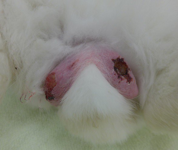 bunnygrasstopic's tweet image. #うさぎ
転院例が多い男の子の陰嚢の皮膚炎。自咬がはじまってしまうと完治は困難になる。去勢手術によってすみやかに治癒するが、「皮膚病に手術なんて・・」と敬遠される家族も多い。そういううさぎはエリザベスカラーを前院で装着していることがほとんど。それは根本的な解決策になっていない。