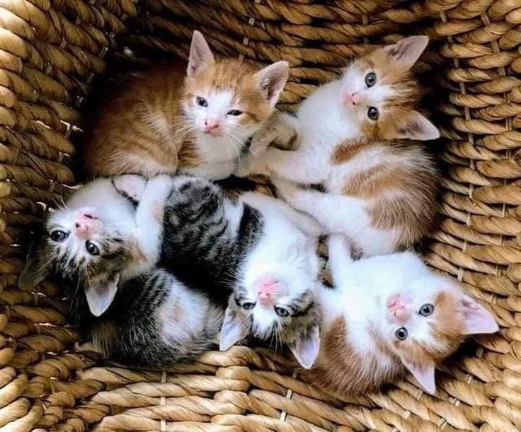 BunnieKat1962's tweet image. MeowUp! 
Good Morning! 
Have a Purrrfect Day! 
Happy
#NationalKittenDay 
#kittens
#cats