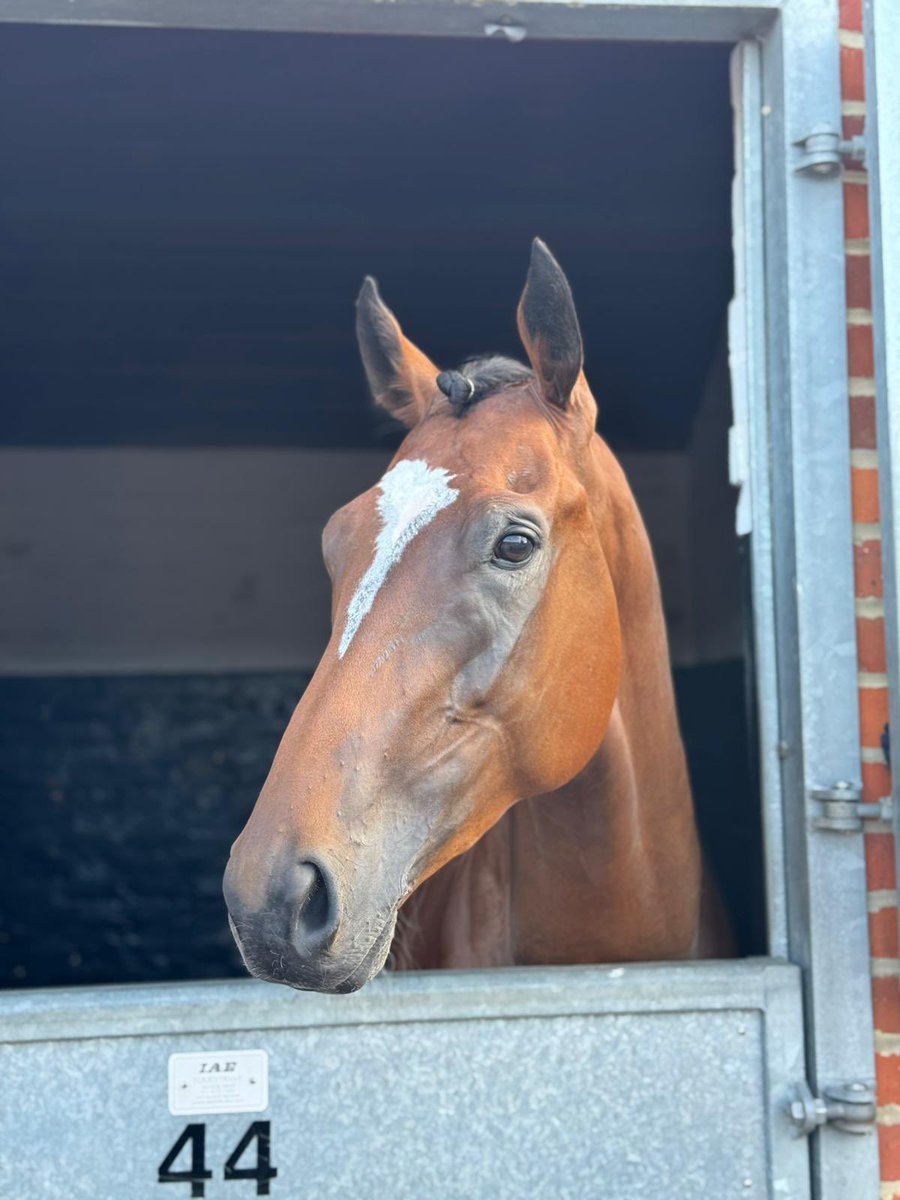 Saint of the Sea  ready to make his racing course debut <a href="/sbk_racing/">SBK Racing Club</a> <a href="/SBKComputers/">SBK IT Solutions</a> <a href="/Scoe2707/">Steve Coe</a>