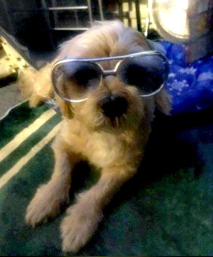 BluesmanMikeF's tweet photo. Who is this lil fella I wonder...? π€£
#MeAndBonzo
#LittleWalter
#KeepinItBlues
#Play2All
#SaveOurLiveMusicScene
#WhatSideOfTheCactusAreYouOn ππ΅
#nffc
#ElvisGlasses
#DogsOfFootball https://t.co/kvkXtnJggf