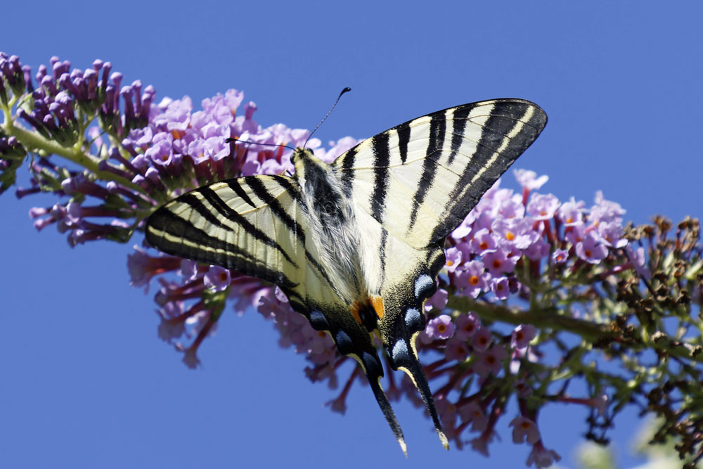 Poupon_la_peste's tweet photo. C'est la période favorable pour observer les papillons : voici un machaon observé en montagne, et un flambé observé dans la vallée
#isere #papillon #machaon #chartreuse #flambé #gresivaudan https://t.co/rTNvP4Un1Y