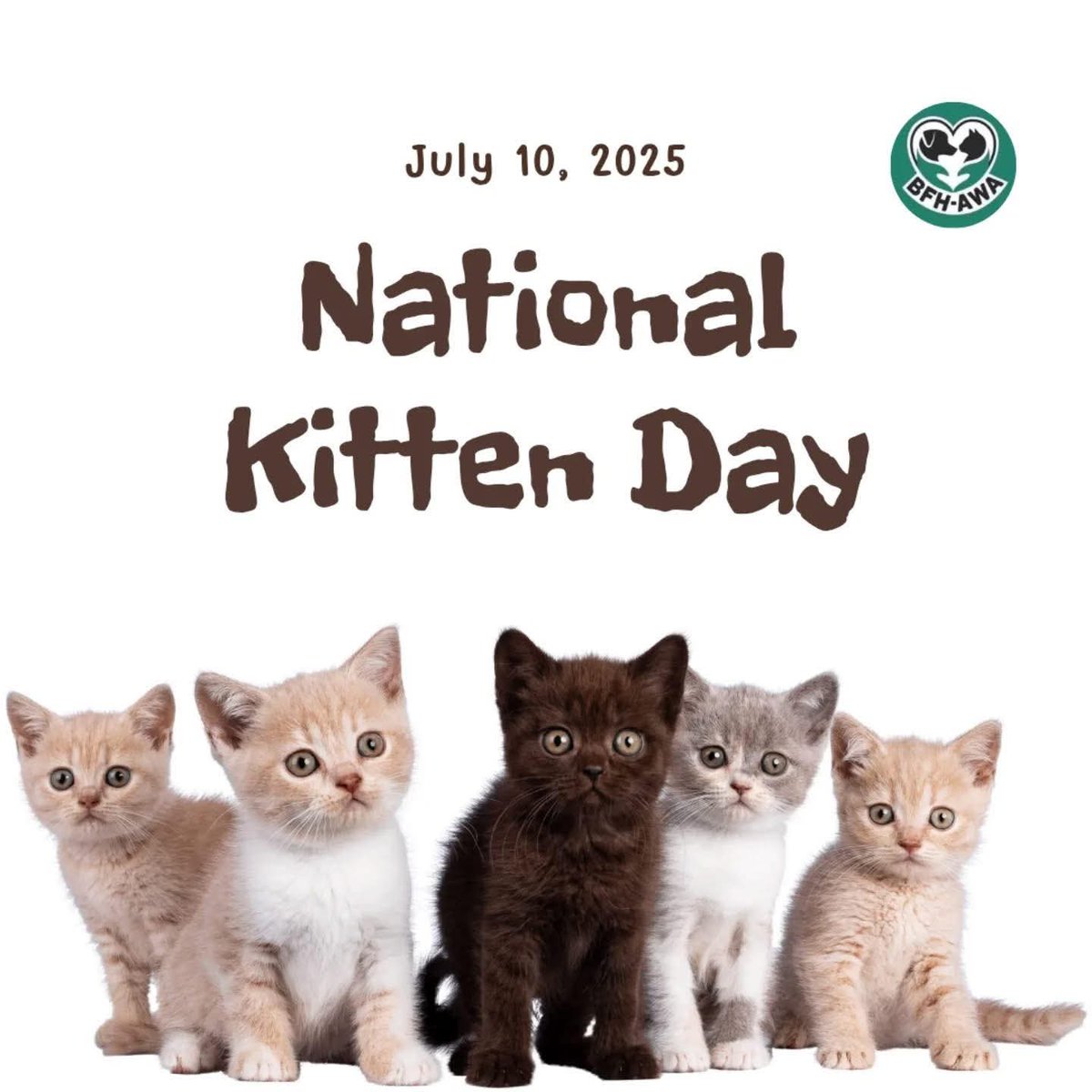 BunnieKat1962's tweet image. Happy
#NationalKittenDay 
#kittens
#cats