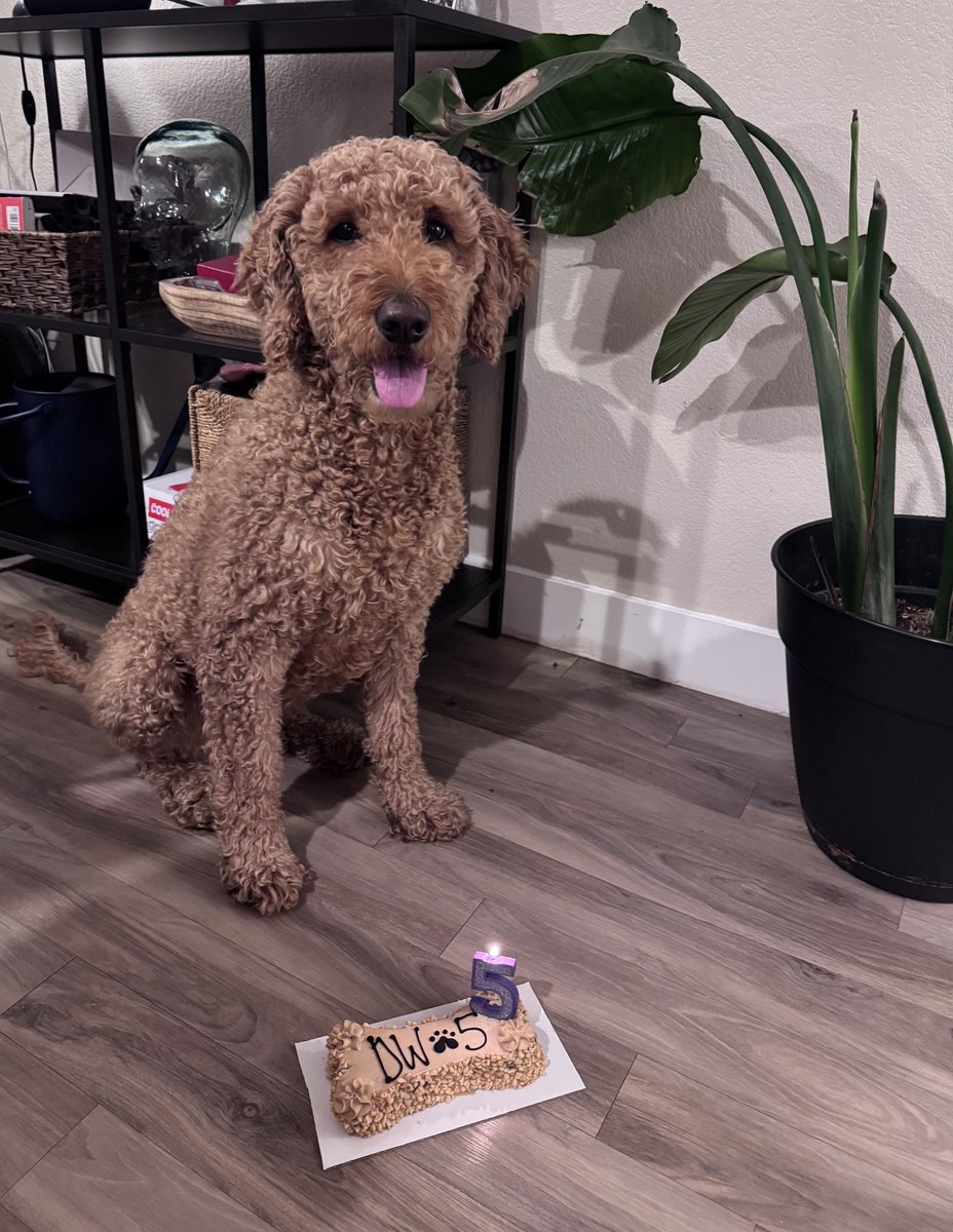 luvvhailey's tweet photo. The love of my life turned 5 yesterday 🥹How is time moving so fast!? Happy birthday to my sweet DW. You make every day brighter 🤎 https://t.co/vS3q8wnLpZ