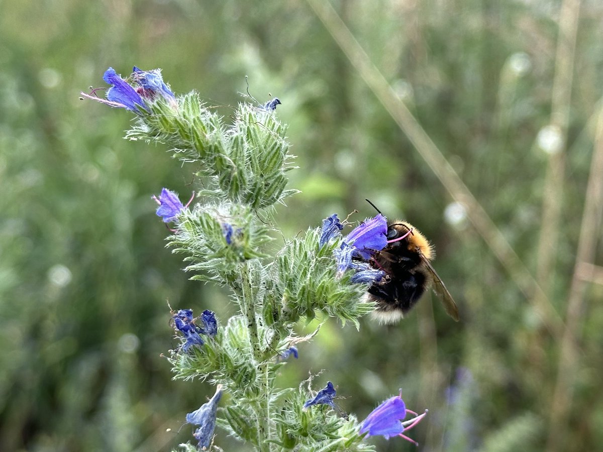 JoachimHesse's tweet image. „Ich riech' dich nur ich spüre dich
Ein Raubtier, das vor Hunger schreit
Wittere ich dich meilenweit
Du riechst so gut“
#DeepShit