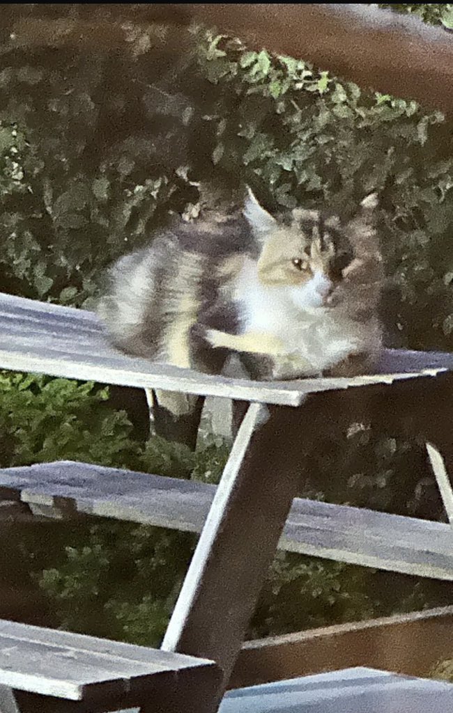 I’ve adopted a stray cat in the garden this is my first ever cat any advices? 😭