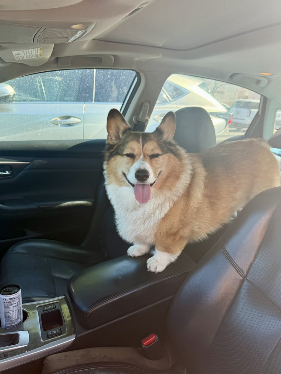 WinstonCorgiDog's tweet image. We’re Heading On Up to Bass Lake for some Sweet, Summer PaddleBoarding adventures with Corgi Dog Winston, Woot Woot!🐶🏄♂️ He’s in the car and ready to go!🐶💕✌🏻 #pics #car #corgi #smile #happy #cute #fluffy #fun #dog #original #photos
