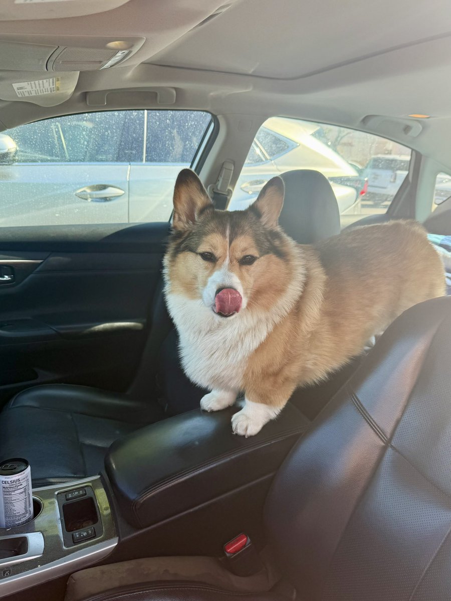 WinstonCorgiDog's tweet image. We’re Heading On Up to Bass Lake for some Sweet, Summer PaddleBoarding adventures with Corgi Dog Winston, Woot Woot!🐶🏄♂️ He’s in the car and ready to go!🐶💕✌🏻 #pics #car #corgi #smile #happy #cute #fluffy #fun #dog #original #photos