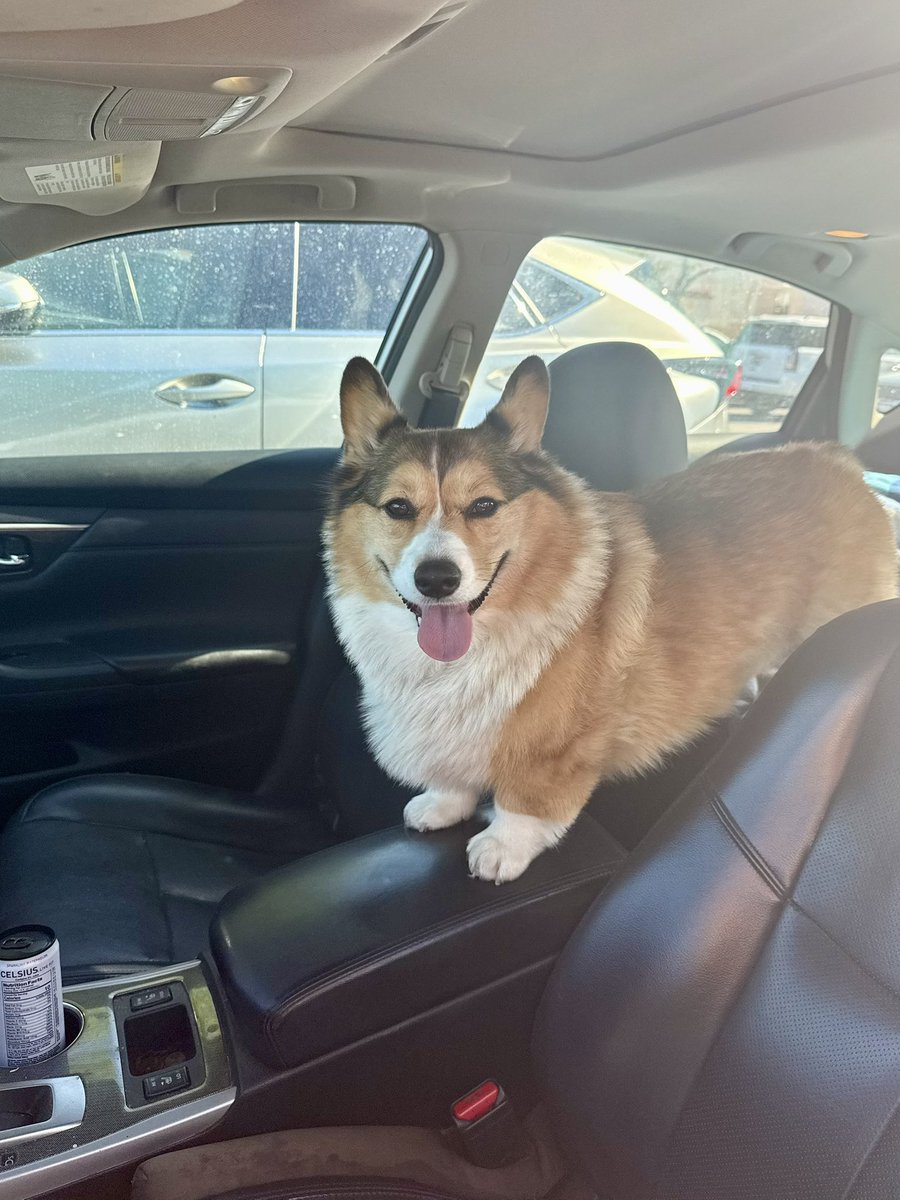WinstonCorgiDog's tweet image. We’re Heading On Up to Bass Lake for some Sweet, Summer PaddleBoarding adventures with Corgi Dog Winston, Woot Woot!🐶🏄♂️ He’s in the car and ready to go!🐶💕✌🏻 #pics #car #corgi #smile #happy #cute #fluffy #fun #dog #original #photos