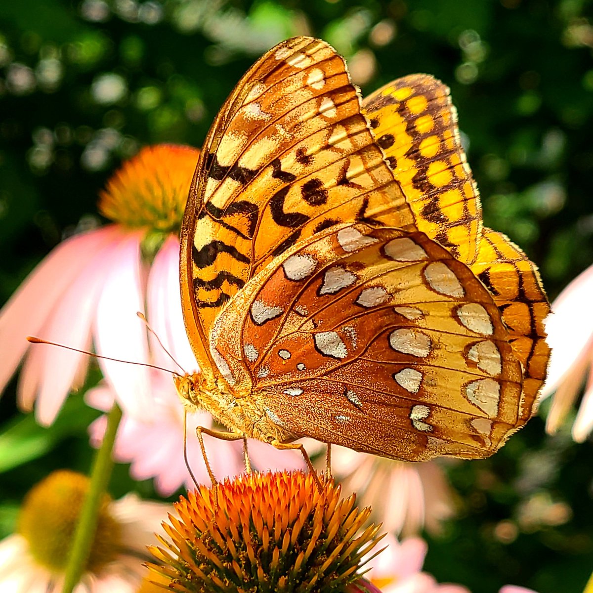 MisterCamKC's tweet image. This has always been one of my favorites in my collection. Such a beautiful creature! I hope to one day get back out there.
.
.
Please repost if you can 💙
gofund.me/b07a46e5
.
#muchlove #photographer #NatureTherapy #butterfly #gofundme #thursdaymorning #picoftheday