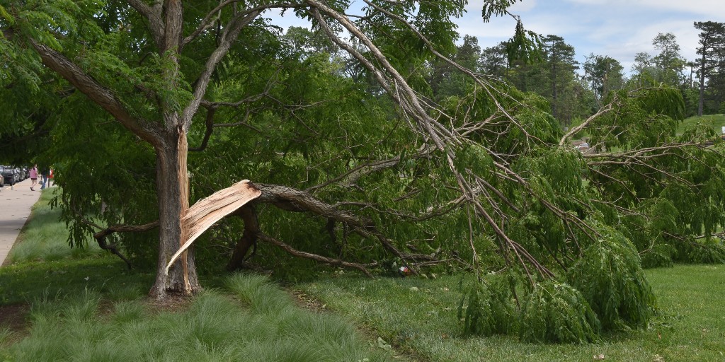 Forest Park Forever (@forestpark4ever) on Twitter photo Our friends at <a href="/MDC_online/">MO Conservation</a> have great resources to help #StLouis care for trees after a storm. mdc.mo.gov/sites/default/… Our friends at <a href="/MDC_online/">MO Conservation</a> have great resources to help #StLouis care for trees after a storm. mdc.mo.gov/sites/default/…