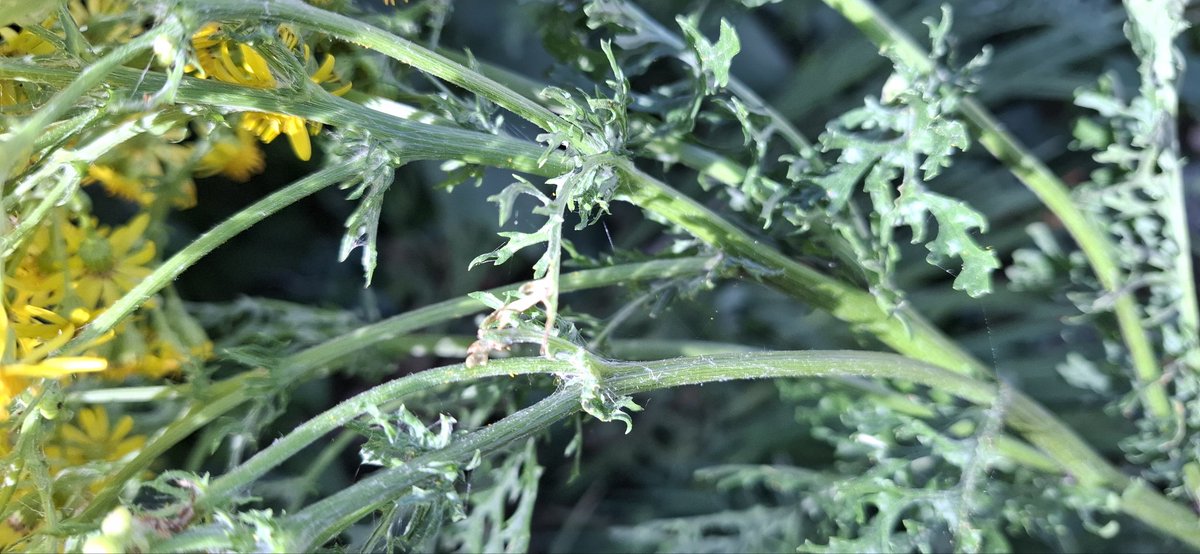 I've terrible sad news to relate
'Bout me caterpillar's awful  sad fate
I've been checking all week
And it ain't hide 'n' seek
I'm afraid he's gone and got ate.      #RIP