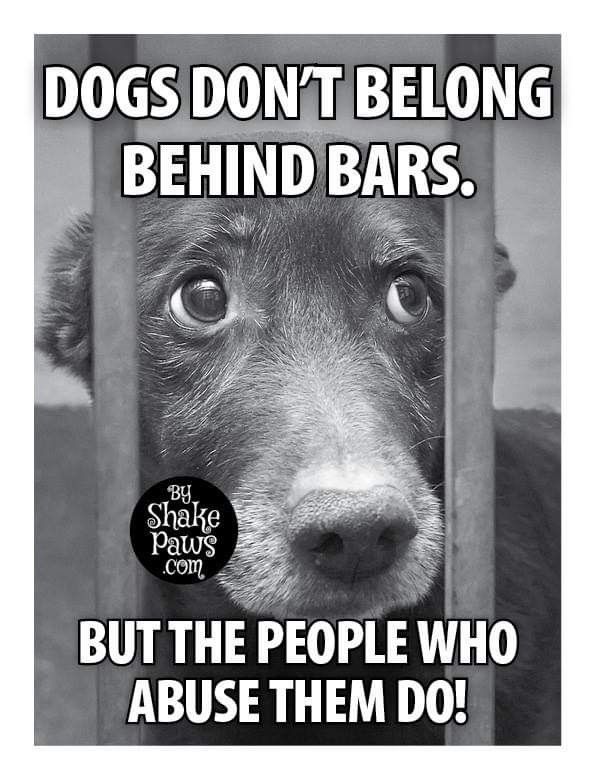 𝕏 Dogs (@_xdogs) on Twitter photo 