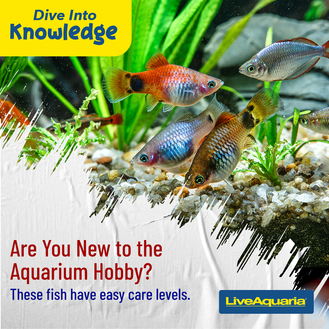 LiveAquaria's tweet image. If you’ve tipped your toe into freshwater aquarium keeping, take heart! Even experienced aquarists seek guidance. Find a list of fish with easier care levels in the helpful article at the link.
tiny.cc/duyo001
#freshwater #beginnerfish #liveaquarim #freshwateraquarium