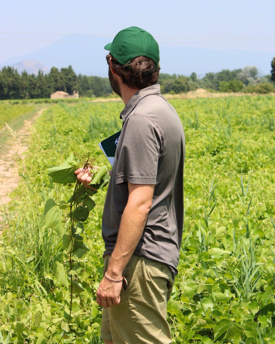 👨‍🏫 Lors des formations ampélographie de Vitipep's, les adhérents apprennent à reconnaître chaque cépage.
🍃 Une étape indispensable pour garantir la pureté variétale des plants et maintenir un haut niveau de qualité.

#Vitipeps #plantfrancais #qualitesanitaire #frenchvineplant