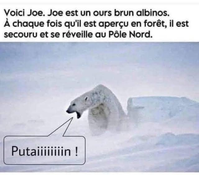 The Joconde 🐦 (@viedelajoconde) on Twitter photo 