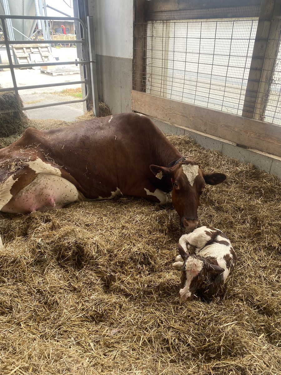 dave_drm's tweet image. It’s a girl!🎉 I thought she was calving sooner but, @oldfarmgirlkah nailed it with her prediction 2-3 days😁😁😁good call!