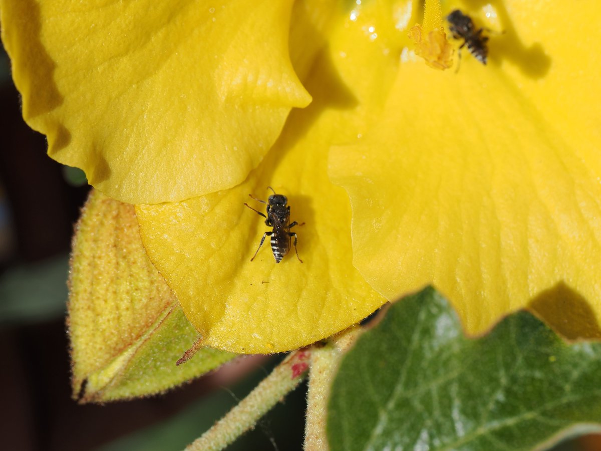 sfbaybees's tweet image. This was a fun sighting from back in April - nectar pouring down California Flannelbush flowers attracting many little Oxybelus uniglumis waps drinking from the streams. [Alameda, CA 4-28-25] #entomology #wasps