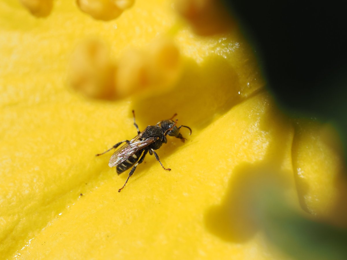 sfbaybees's tweet image. This was a fun sighting from back in April - nectar pouring down California Flannelbush flowers attracting many little Oxybelus uniglumis waps drinking from the streams. [Alameda, CA 4-28-25] #entomology #wasps