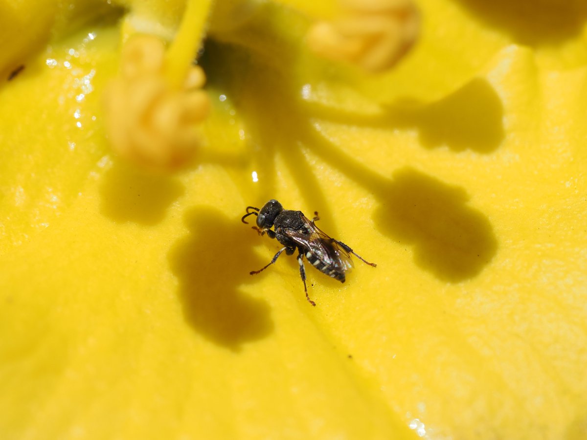 sfbaybees's tweet image. This was a fun sighting from back in April - nectar pouring down California Flannelbush flowers attracting many little Oxybelus uniglumis waps drinking from the streams. [Alameda, CA 4-28-25] #entomology #wasps