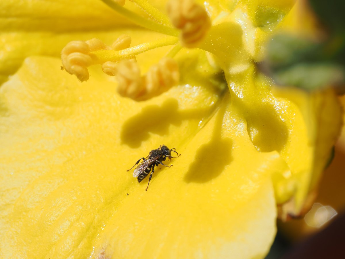 sfbaybees's tweet image. This was a fun sighting from back in April - nectar pouring down California Flannelbush flowers attracting many little Oxybelus uniglumis waps drinking from the streams. [Alameda, CA 4-28-25] #entomology #wasps