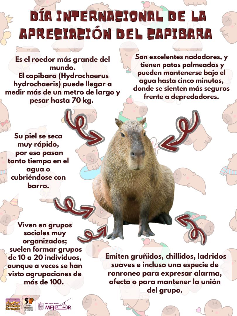 En el Día Internacional de la Apreciación del Capibara te invitamos a visitar a los ejemplares más chill de nuestro zoo. ¡Te esperamos! 🐾🐾🐾