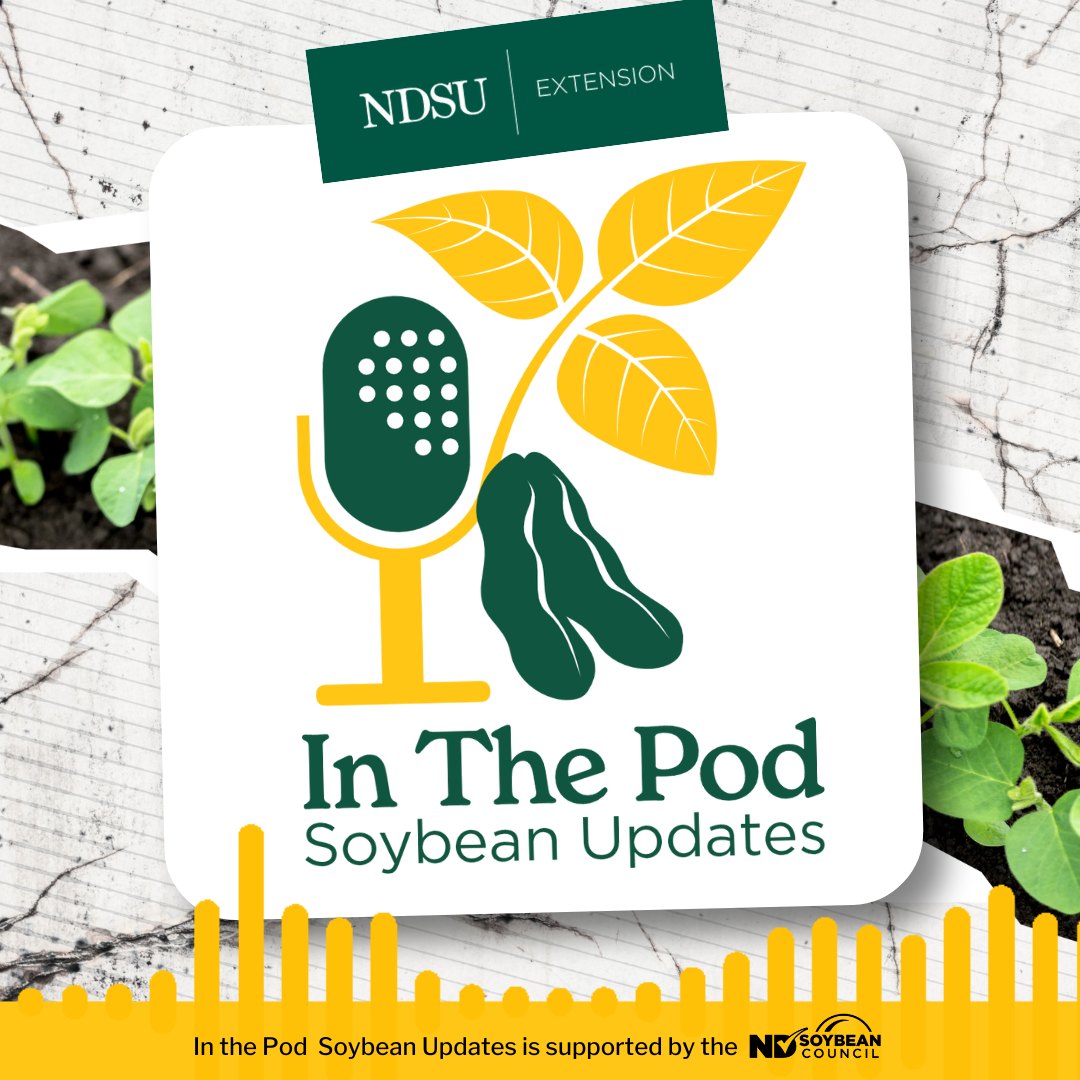 NDSoybean's tweet image. 🌧️ The recent rain and cooler temps gave us a break from insect pressure — but don’t get too comfortable. According to @NDSUExtension Entomologist Jan Knodel, pests are regrouping.
🎧 Tune in to the latest In the Pod Soybean Update Podcast for timely advice on what to watch for…