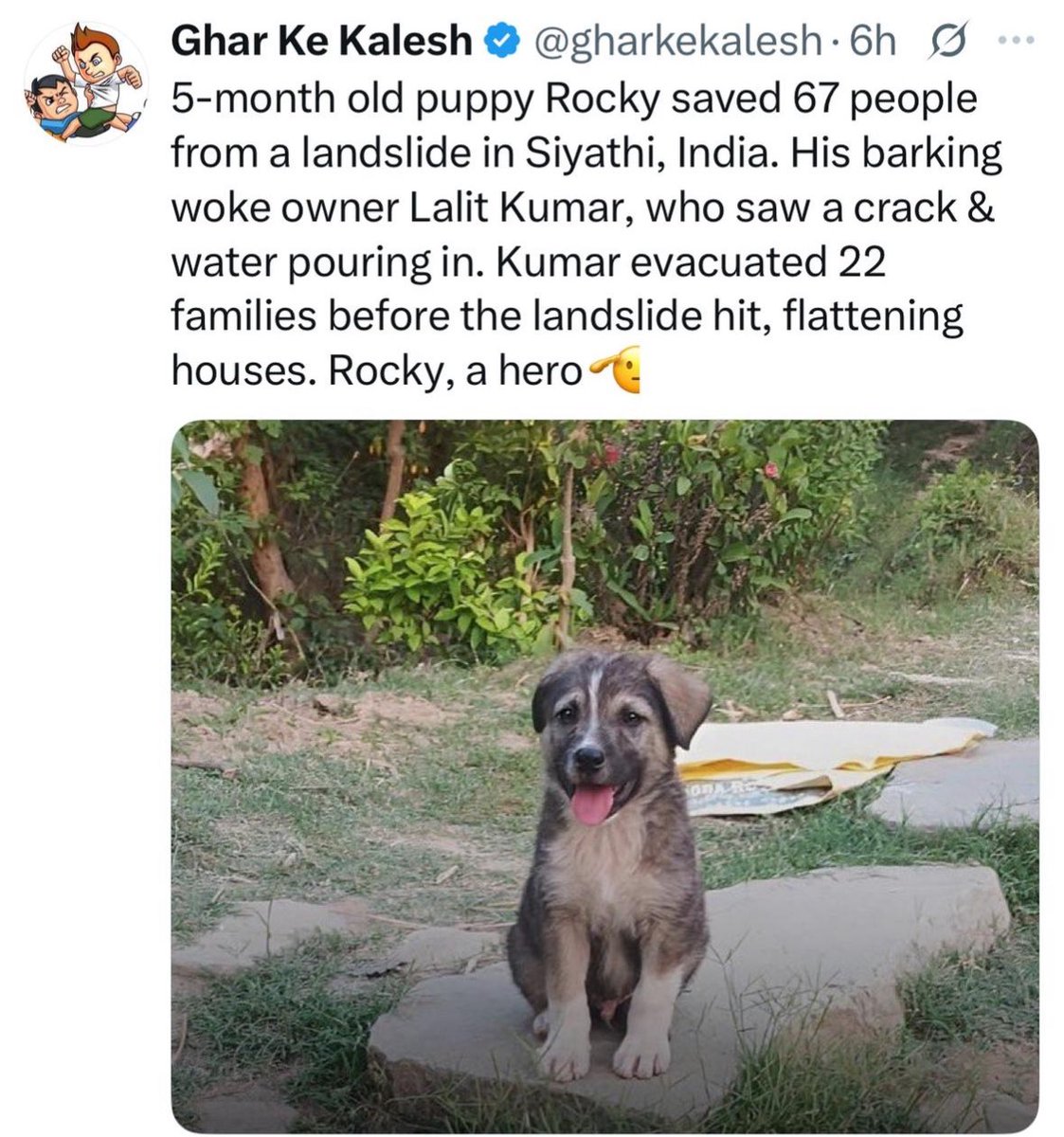 i_pranavmehta's tweet image. Rocky- 🗿

My doggo- 🤡