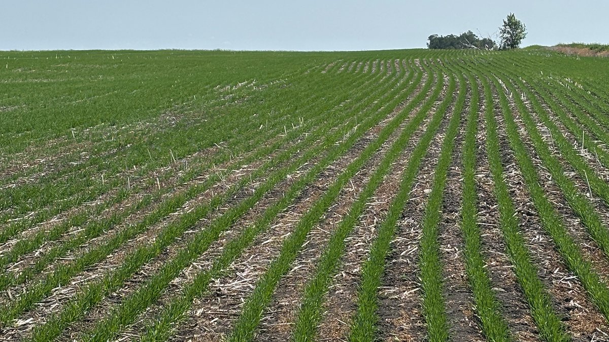 Nufarm Canada (@nufarmca) on Twitter photo New pre-seed burndown herbicide is showing strong results near Wapella, SK 19 days after application. Thanks <a href="/stevelinzmayer/">Steven Linzmayer</a> for the photos. New pre-seed burndown herbicide is showing strong results near Wapella, SK 19 days after application. Thanks <a href="/stevelinzmayer/">Steven Linzmayer</a> for the photos.