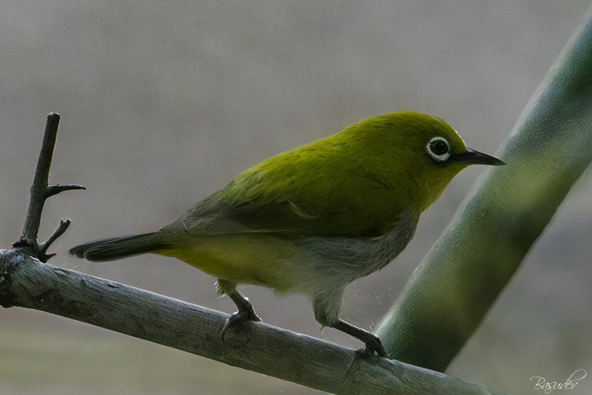 Indian White-eye .............@ Bandhavgarh                                        #IndiAves #BBCWildlifePOTD #ThePhotoHour #natgeoindia #wildlifephotography #SonyAlpha #BirdsSeenIn2025