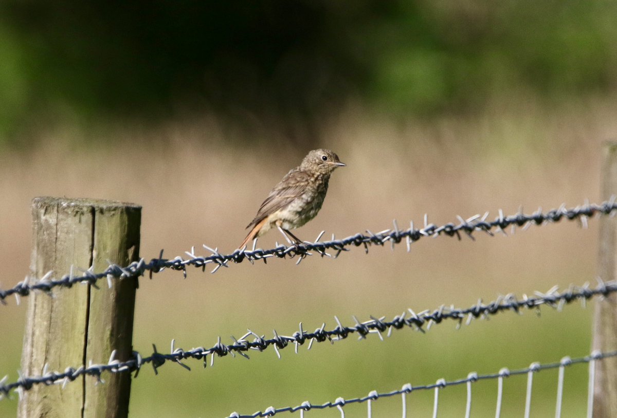 marcbuzzard's tweet image. It’s officially autumn! First passerine migrants on the Great Orme today. A cracking Juv Yellow Wagtail flew low south, a juvenile Common Redstart at Pink Farm, 12 Swift south, 3 Crossbills over and well as a noisy flock of 12 Chough. The season has started ☺️👍