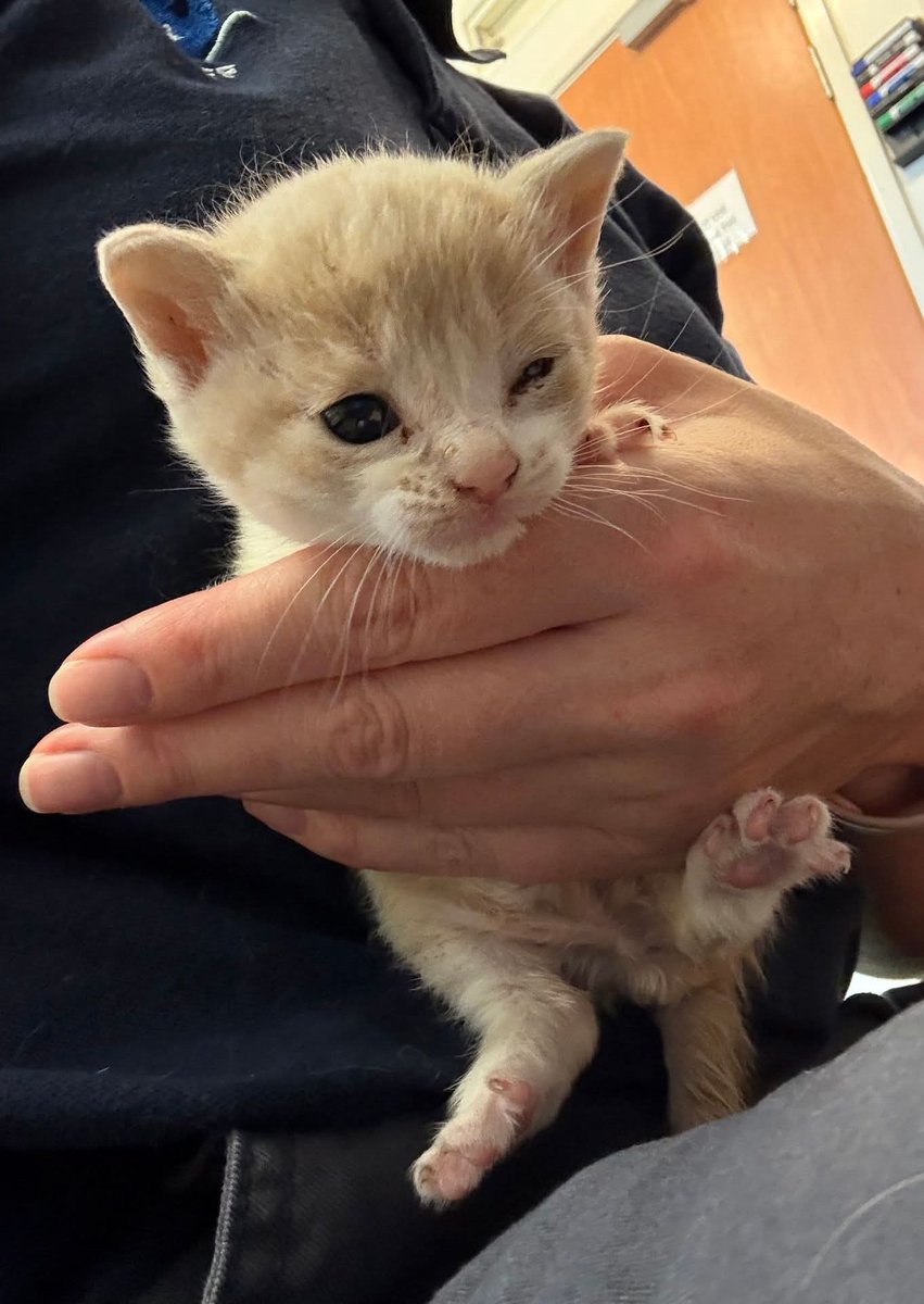 RSPCA Solent branch, Stubbington Ark (@rspca_theark) on Twitter photo These kittens were found in a box near #Fareham Academy this morning As you can see are not in the best shape. If you believe they could be yours please email with proof of ownership to enquiries@rspcasolent.org.uk.
Please share so we can try to find out if they have an owner. These kittens were found in a box near #Fareham Academy this morning As you can see are not in the best shape. If you believe they could be yours please email with proof of ownership to enquiries@rspcasolent.org.uk.
Please share so we can try to find out if they have an owner.