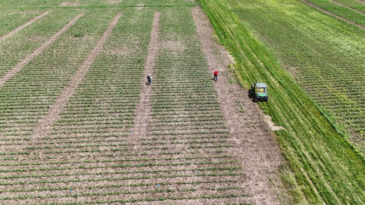 Rating trials and learning so much from my amazing advisor every day! Thank you, Professor Werle, I’m grateful for the mentorship and hands-on field experience! 🌱 #WeedScience #ResearchInAction #AgTwitter