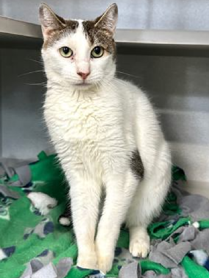 NMBewitched's tweet image. Today is #NationalKittenDay 
#Adoptionisapassion 

Meet Muchi 
#AdoptionReturn🤬
Kill Listed 4 NOW! 
nycacc.app/#/browse/42662
This is her 11th time on the list🔥
#SaveOurSeniors 

Muchi prefers slow intros, enjoys snack time &amp;amp; neck rubs.
Let's find her home 
#Adopt #Foster #Pledge