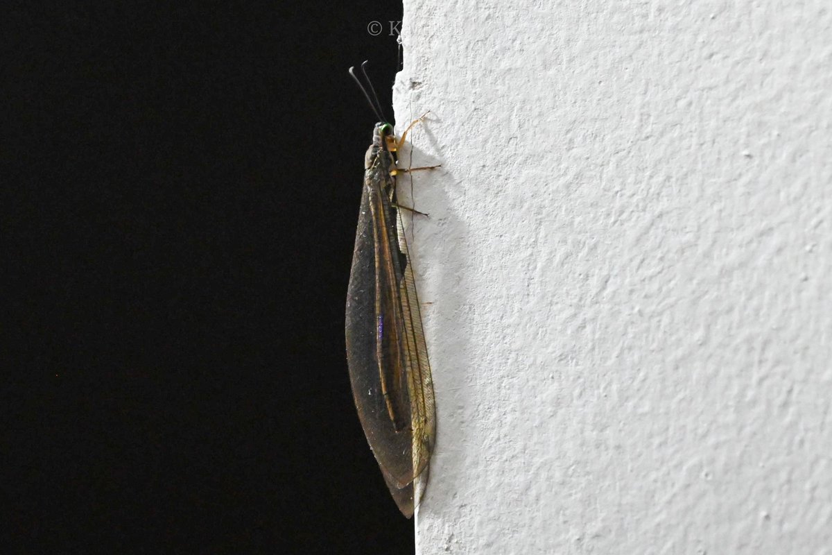 Woodpecker_cent's tweet photo. Pit-trapping Antlion (tribe Myrmeleontini) for #insectthursday.
Surla, Goa - Dec 2024.
#ThePhotoHour #macrohour #nature #macrophotography #niffeature2025 #insectsoftheworld #westernghats #antlion #biodiversity #entomology #natgeoindia #insectencounter #IndiAves #channel169 https://t.co/2j5B0sWCyd