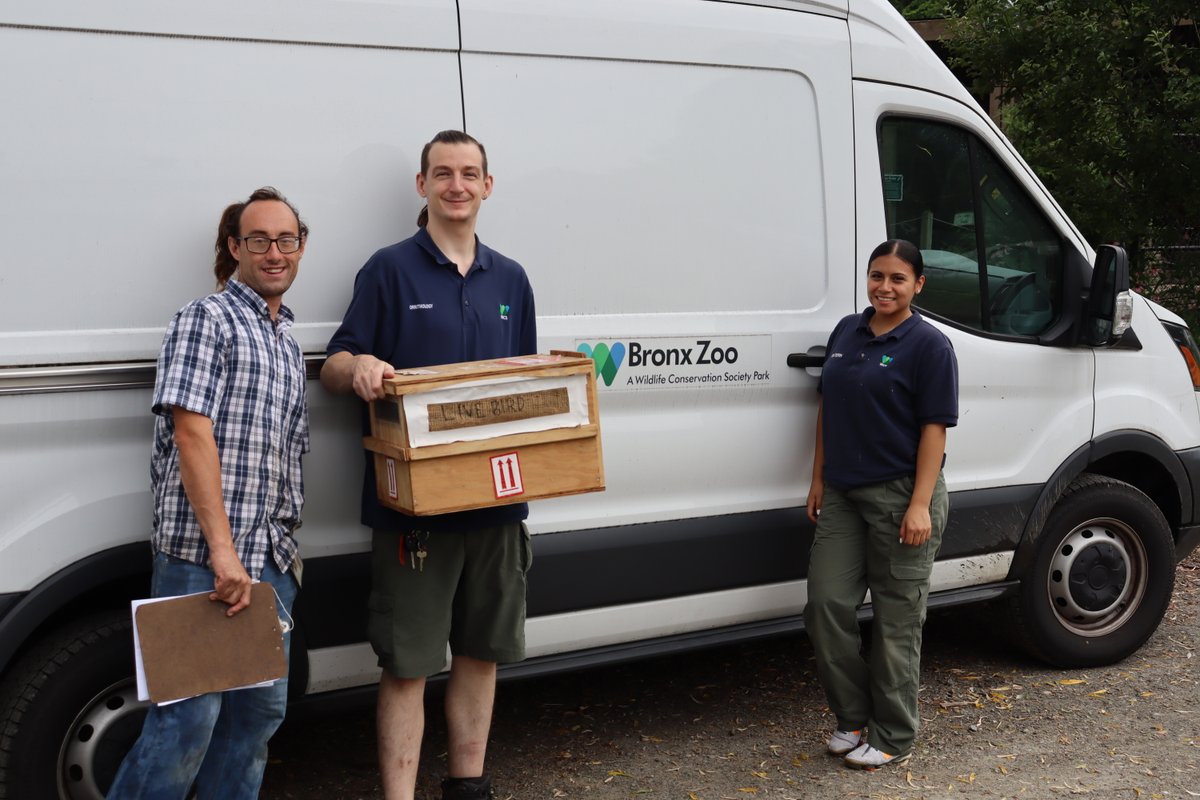 GreenChimneys's tweet image. We're excited to welcome a 1-year-old female Kookaburra, from @bronxzoo the first we've had at Green Chimneys in years. Students will love learning about this distinctive Australian bird famous for its laughing call. 

#Kookaburra #bronxzoo #greenchimneys