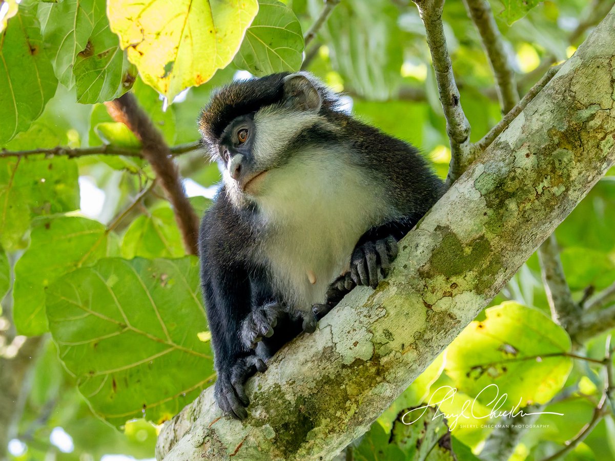 DiveArtist's tweet image. Another monkey seen at the Bigodi Wetlands Sanctuary was the Red-tailed Monkey. Wikipedia: “It is a distinct creature in its habitats and is gradually becoming endangered due to deforestation and over-exploitation through hunting and predation. #redtailedmonkey #ugandawildlife